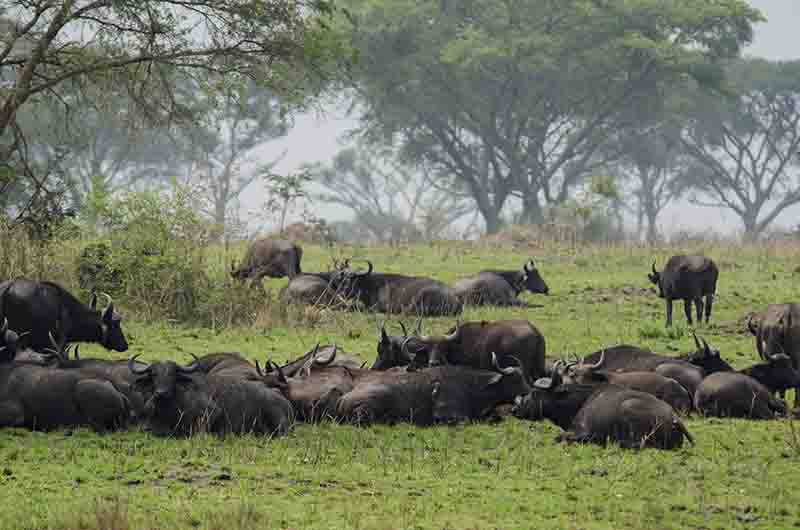 Búfalo Africano - parque nacional Queen Elizabeth - Uganda 1.jpg